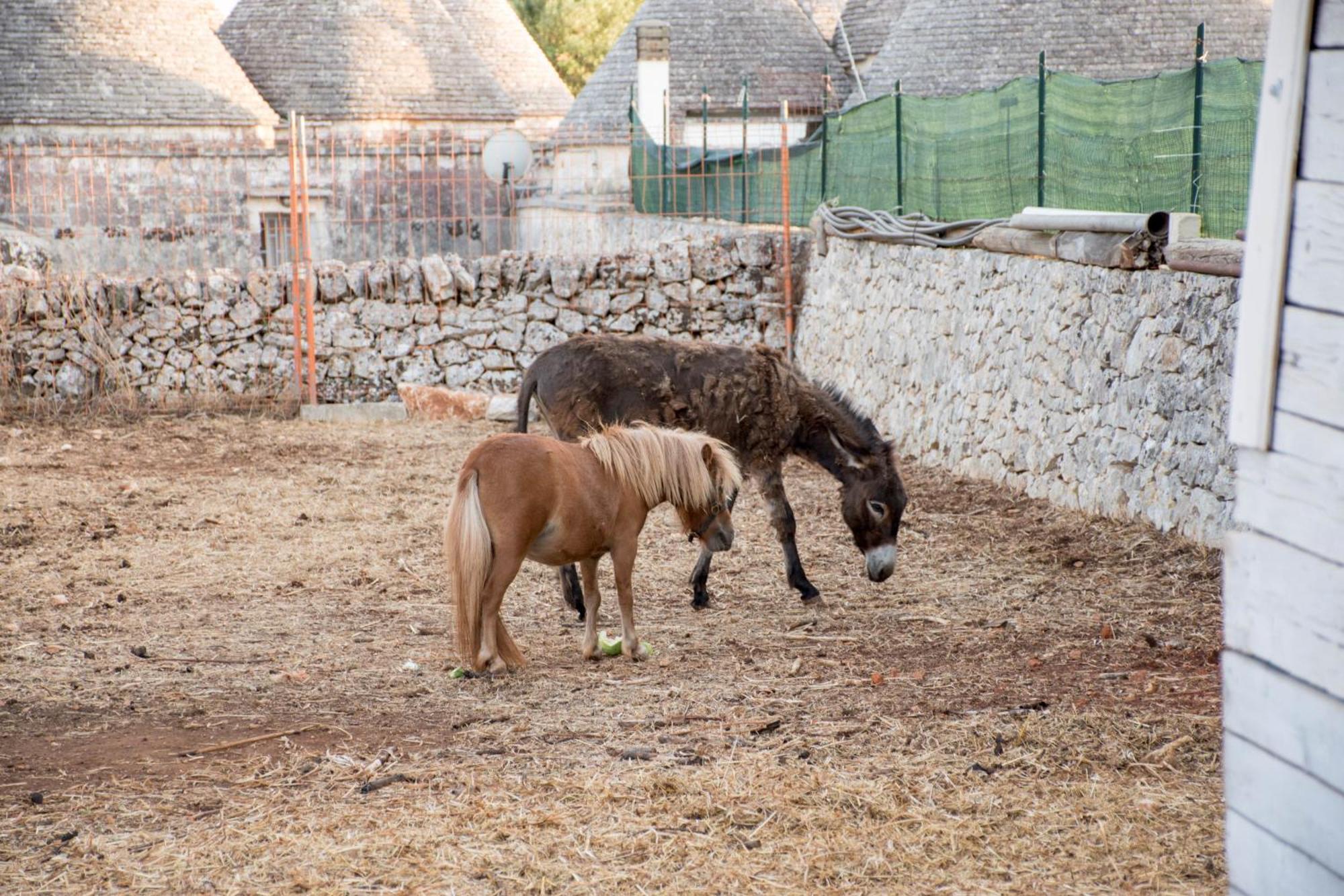 Trullo Cinquenoci Suite Locorotondo Bagian luar foto
